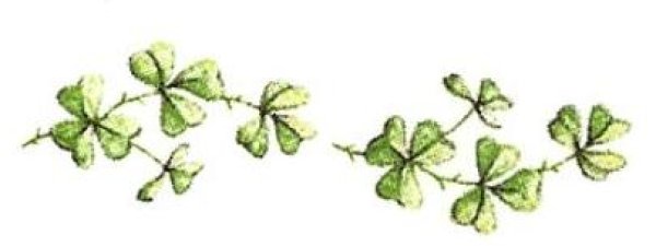 画像1: SHAMROCK (1)