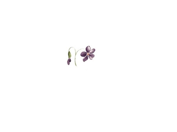 画像1: VIOLETS (1)
