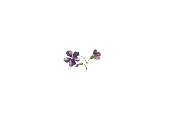 画像1: VIOLETS (1)