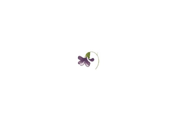 画像1: VIOLETS (1)