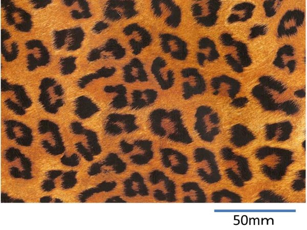画像1: LEOPARD  (Ａ４) (1)