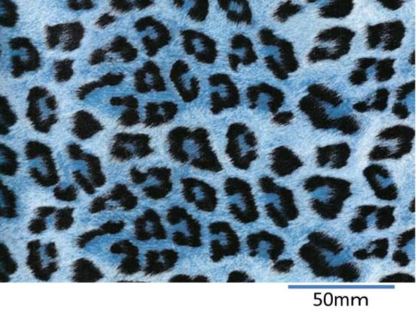 画像1: BLUE LEOPARD　（Ｌ） (1)