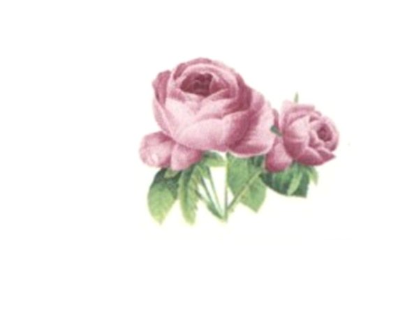画像1: JUNE (1)