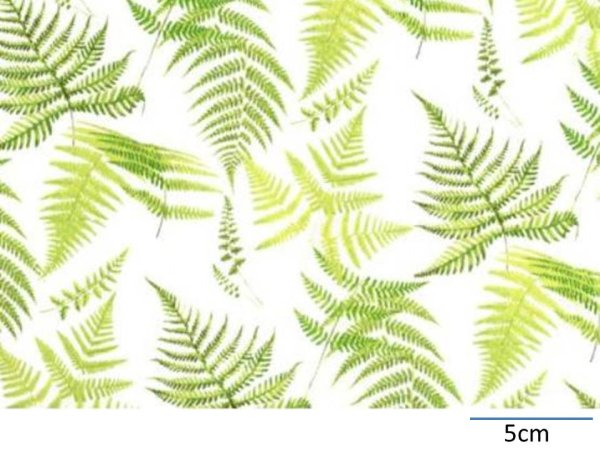 画像1: FERN CHINTZ WITH CLEAR  (Ａ４) (1)