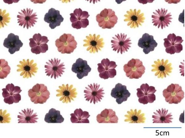画像1: DAISY CHINTZ  (Ａ４) (1)