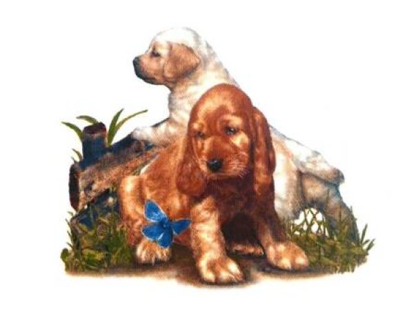 画像1: DOGS (1)