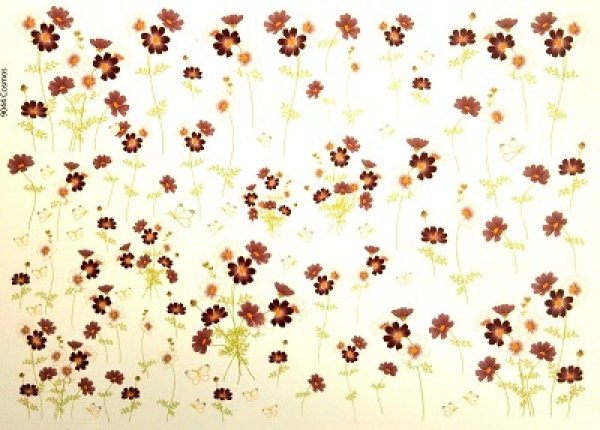 画像1: Cosmos (1)