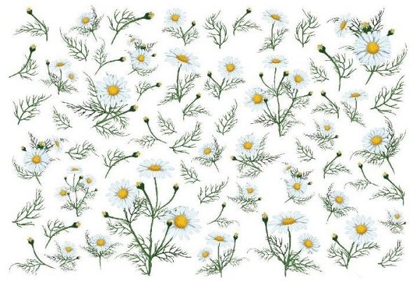 画像1: Chamomile (1)