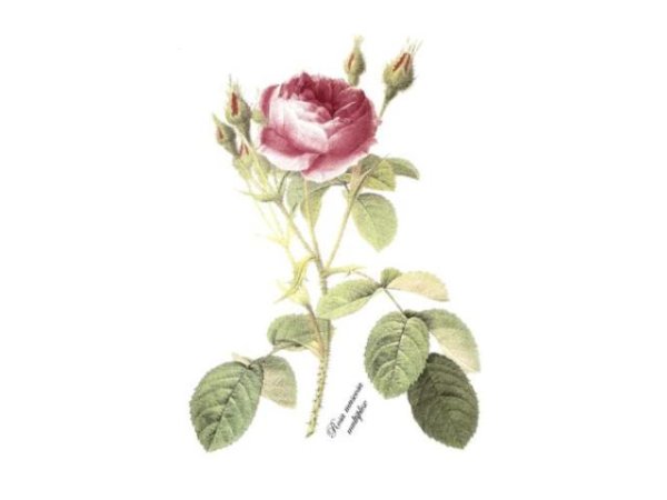 画像1: SINGLE ROSE (1)