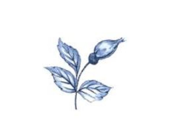 画像1: BLUE ROSE (1)