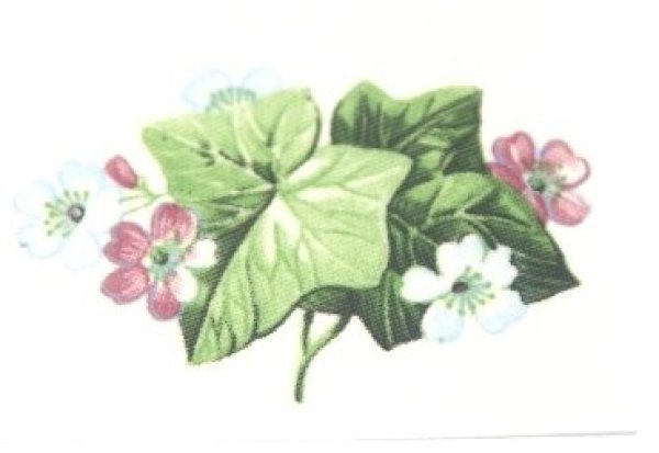 画像1: IVY (1)