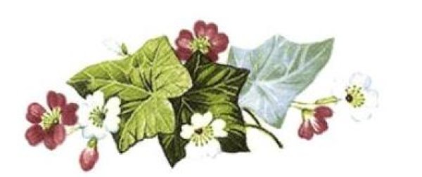 画像1: IVY (1)