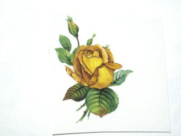 画像1: GOLDEN ROSE (1)