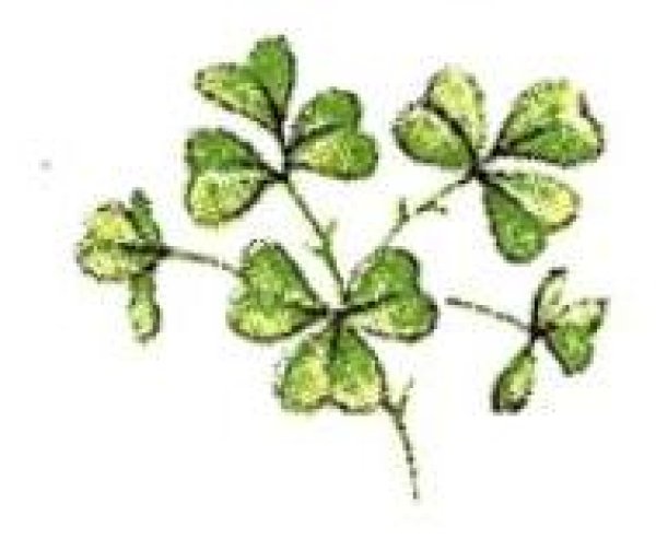 画像1: SHAMROCK (1)