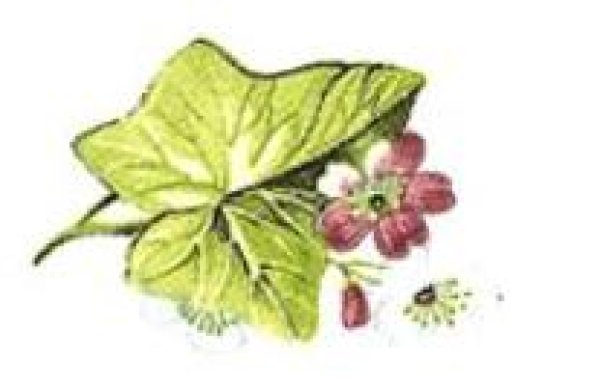 画像1: IVY (1)