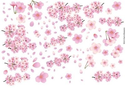 画像1: Cherry Blossoms