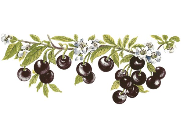 画像1: CANTERBURY CHERRY (1)