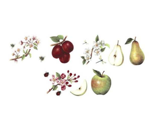 画像1: FRUIT BLOSSOM (1)