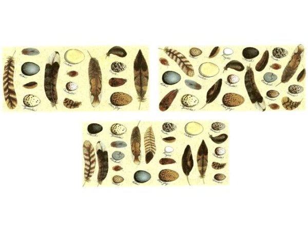 画像1: BIRDS EGGS (1)