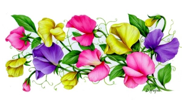 画像1: SWEETPEA MUGWRAP (1)