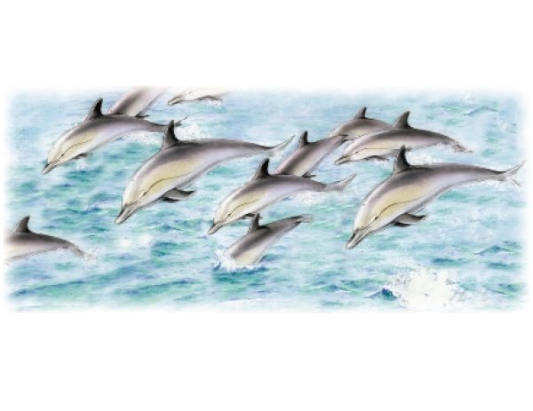 画像1: DOLPHIN MUGWRAP (1)