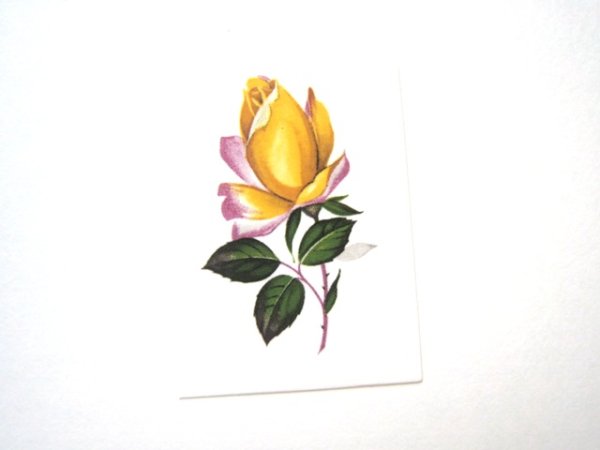 画像1: PEACE ROSE (1)