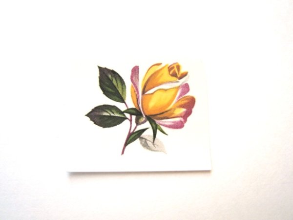 画像1: PEACE ROSE (1)