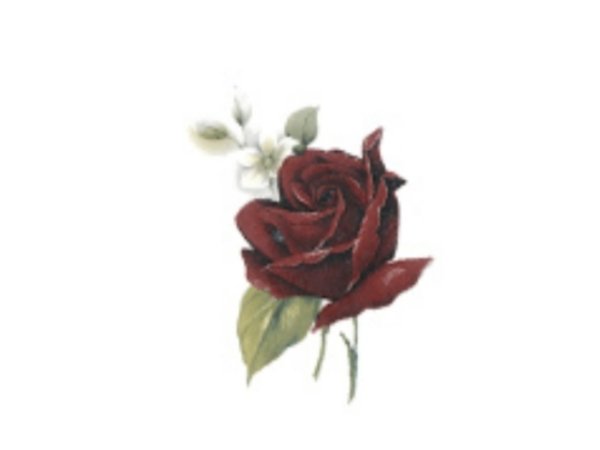画像1: SPECIAL OCCASION (1)