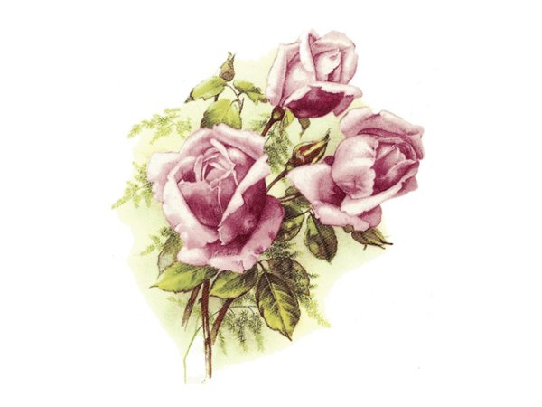 画像1: MOSS ROSE (1)