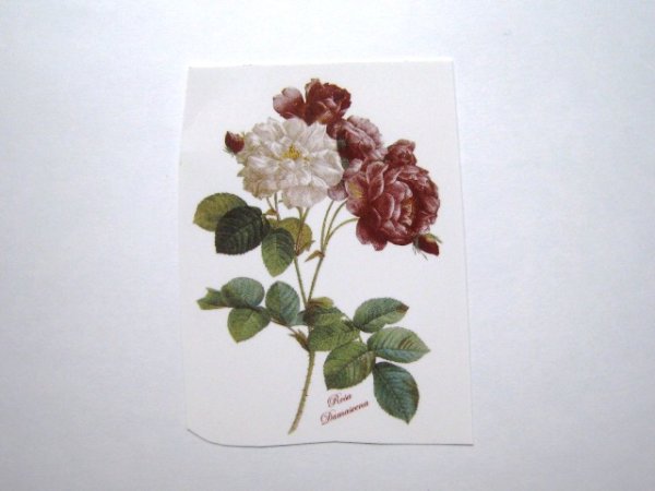 画像1: ROSA DAMASCENA (1)