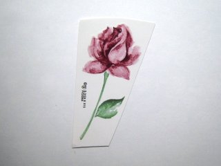 PINK ROSE - Roterose