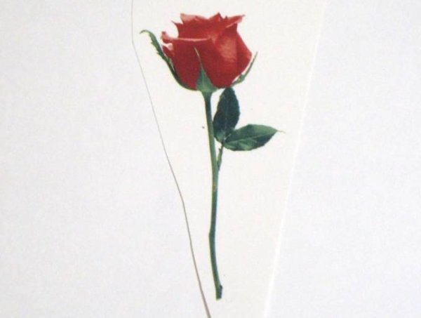 画像1: SINGLE ROSE-R (1)