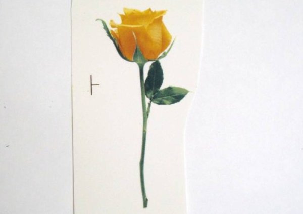 画像1: SINGLE ROSE-Y (1)