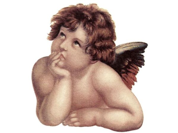画像1: CHERUB C (1)