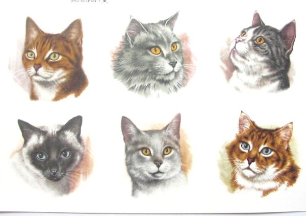 画像1: CAT'S HEADS (1)