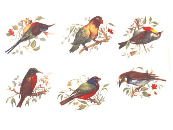 画像1: BIRD (1)