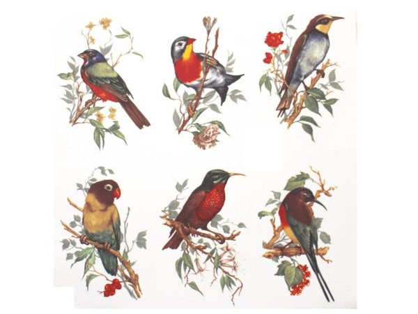 画像1: BIRD (1)