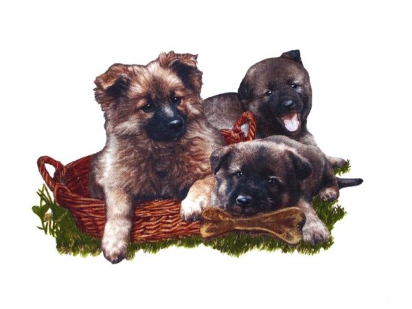 画像1: DOGS (1)