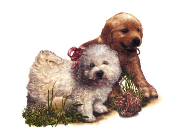 画像1: DOGS (1)