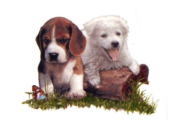 画像1: DOGS (1)
