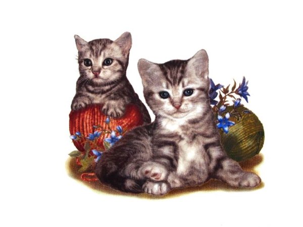 画像1: CATS (1)
