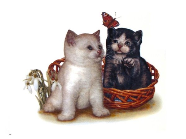 画像1: CATS (1)