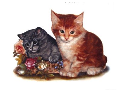 画像1: CATS