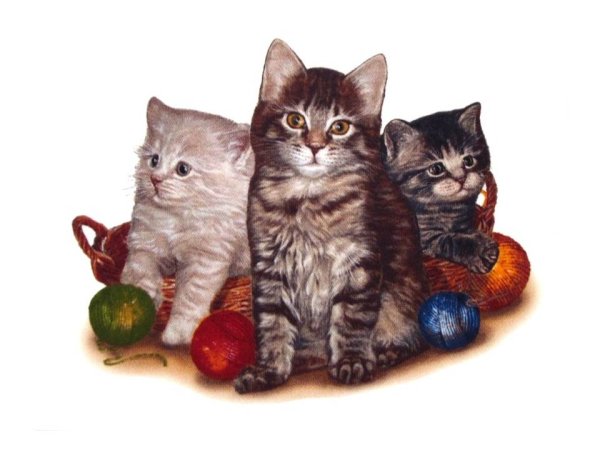 画像1: CATS (1)