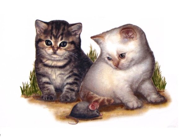 画像1: CATS (1)