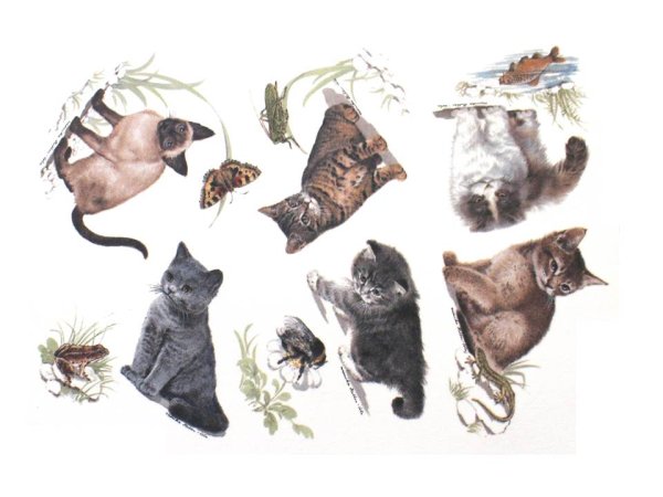 画像1: CATS (1)