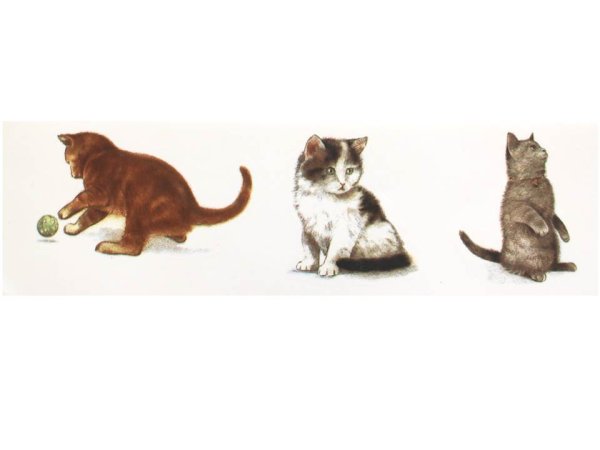 画像1: CATS (1)