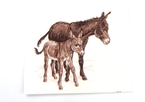 画像1: DONKEYS (1)