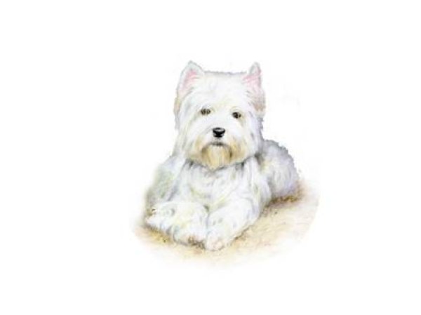 画像1: WESTIE (1)