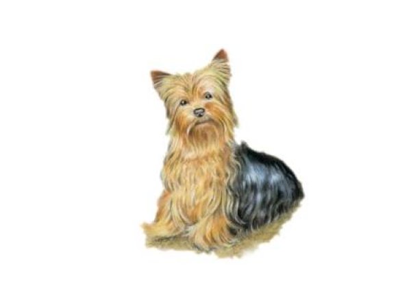 画像1: YORKSHIRE TERRIE (1)
